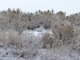 Snow and Sagebrush