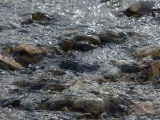 Rocks in the Creek