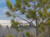 Foreground Evergreen