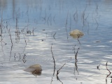 Ripples and Reeds
