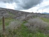 Fenceline through the Tumbleweed