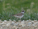 Spring Killdeer