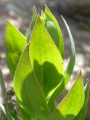 Leafy Spire
