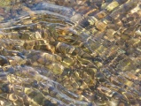 Creek Ripples