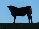 Cow at Dusk