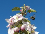 Flight to Blossoms