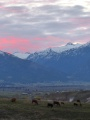 Unnaturally Pink Clouds, with Cows