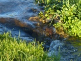 Streamside Plants