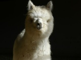 Fuzzy Faced Yearling Alpaca