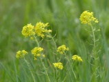 Little Yellow Wildflowers