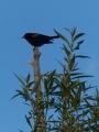 Treetop Blackbird