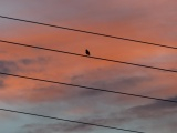 Bird at Sunset