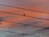 Bird at Sunset