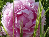 Pink Peony