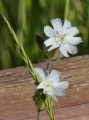 Grass Head and White Flowers