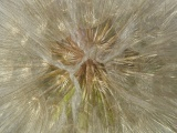 Goatsbeard Seeds