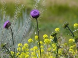 Wildflowers in June