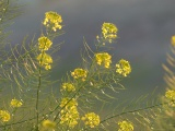 Backlit Yellow Flowers