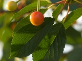 Ripening Cherries