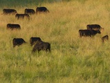 Lawn Cows