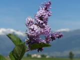Montana Lilacs