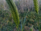 Chevrons in the Grass