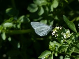 White Butterfly in July