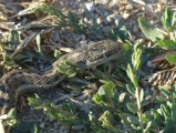 Western Terrestrial Garter Snake