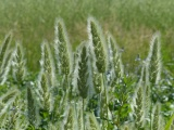 Fluffy Grasses