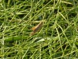 Grasshopper in the Weeds