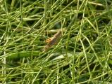 Grasshopper in the Weeds