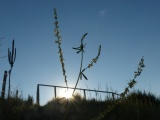 Flower Spikes