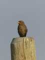 Little Bird on a Post