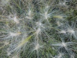 Fluffy Seedheads