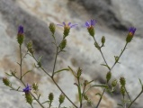 Little Flowers at Calvert Hill