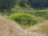 Mounds of Grasses