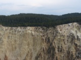 Forest at Canyons Edge