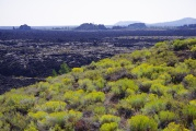 Yellow Flowers and Lava Field