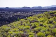 Yellow Flowers and Lava Field