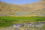 Vegetation at Lava Lake