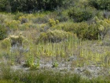 Plant Varieties near Lone Pine