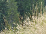 Plants on a Hillside