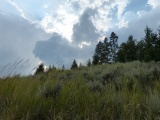 Meadow near Tower Falls