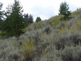 Hillside at Tower Falls