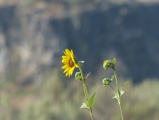 Twin Falls Flower