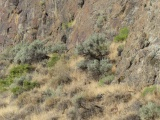 Vegetation near Jackpot