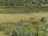 Plant Varieties at Birch Creek ID