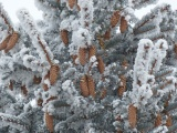 Pine Cones in a Flocked Tree