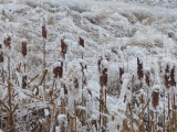 Cattails in Winter