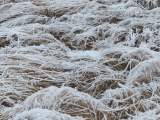 Waves of Frosted Plants